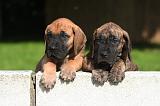 DOGUE ALLEMAND 806